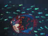 mola10.jpg (80851 バイト)