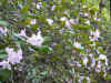 minicanyon4.jpg (103233 バイト)