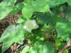 cottonflower1.jpg (120029 バイト)