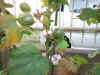 cottonflower2.jpg (114342 バイト)